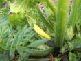 /album/potager-circulaire/leg4-jpg/