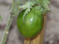 /album/potager-circulaire/leg5-jpg/