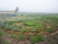 /album/potager-circulaire/leg6-jpg/